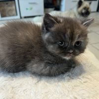 Chaton bristish longhair et shorthair #2