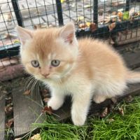 Chaton bristish longhair et shorthair #3