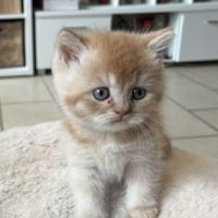 Chaton bristish longhair et shorthair #3