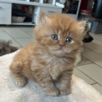 Chaton bristish longhair et shorthair #4