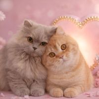 Chaton bristish longhair et shorthair #5