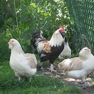 Poule et coq faverolles allemand grande race