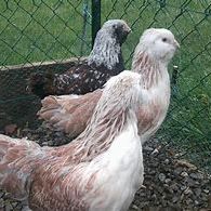 Poule et coq faverolles allemand grande race #1