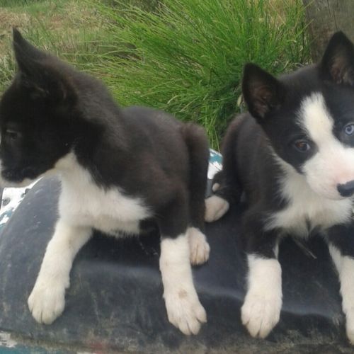 Chiots husky inscrit au lof  lignées course #1