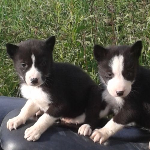 Chiots husky inscrit au lof  lignées course #4