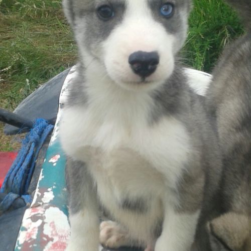 Chiots husky inscrit au lof  lignées course #0