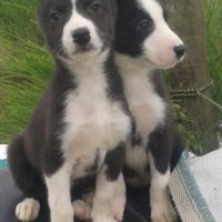 Chiots husky inscrit au lof  lignées course #2