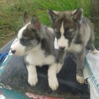 Chiots husky inscrit au lof  lignées course #3