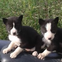 Chiots husky inscrit au lof  lignées course #4