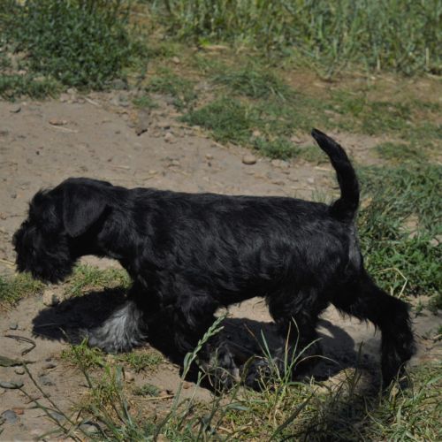 Chiot schnauzer nain noir et argent lof #1