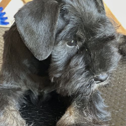Chiot schnauzer nain noir et argent lof #2