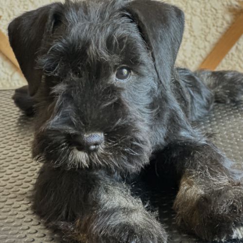 Chiot schnauzer nain noir et argent lof #0