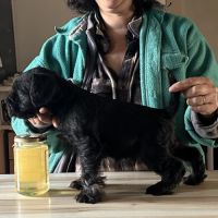 Chiot schnauzer nain noir et argent lof #1