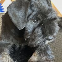 Chiot schnauzer nain noir et argent lof #2