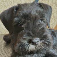 Chiot schnauzer nain noir et argent lof #3