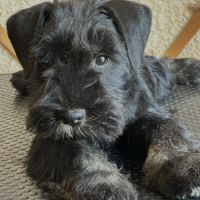 Chiot schnauzer nain noir et argent lof