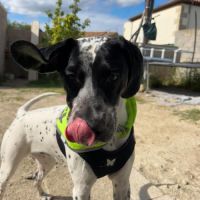 Cookie la caline #8