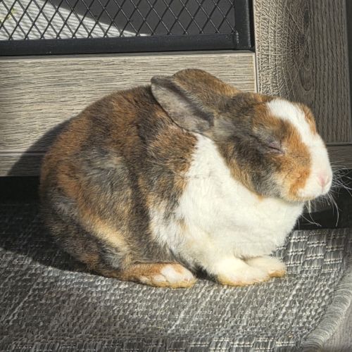 Lapin nain 3 mois #1