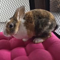 Lapin nain 3 mois #0