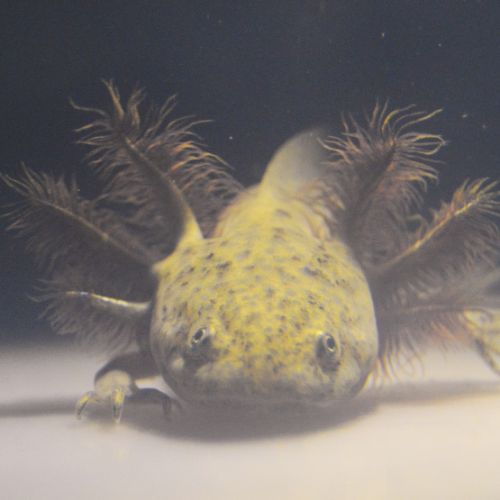 Axolotls mélanique noir et sauvage #0