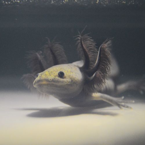 Axolotls mélanique noir et sauvage #2