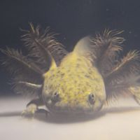 Axolotls mélanique noir et sauvage