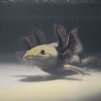 Axolotls mélanique noir et sauvage #2