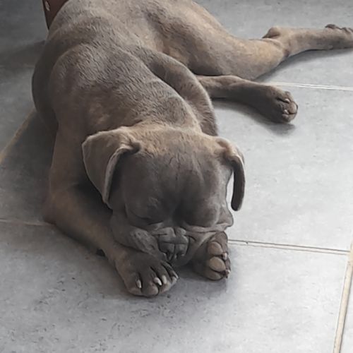 Bouledogue français à donner #0