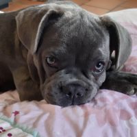 Bouledogue français à donner #3