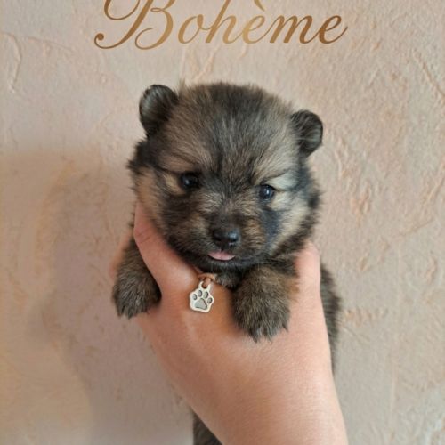 🐾 spitz allemands intermédiaires à réserver #2