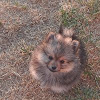 Spitz allemand intermédiaire mâle #1