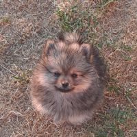 Spitz allemand intermédiaire mâle