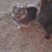 Spitz allemand intermédiaire mâle #6