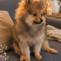 Spitz allemand intermédiaire mâle