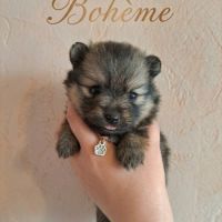🐾 spitz allemands intermédiaires à réserver #2