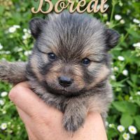 🐾 spitz allemands intermédiaires à réserver #5