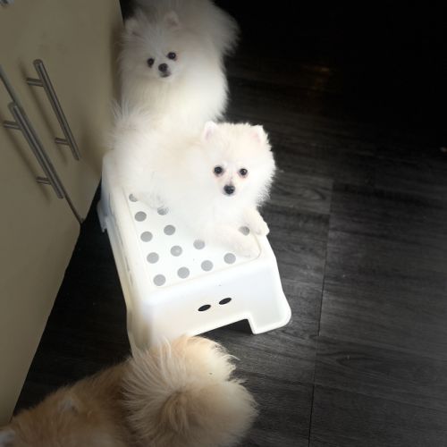 Spitz nain- pomeranien #0