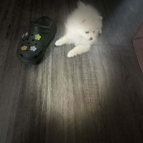 Spitz nain- pomeranien #3
