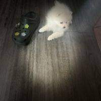 Spitz nain- pomeranien #3