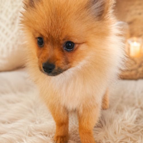 🐾 aslann -véritable petit nounours spitz allemand #1