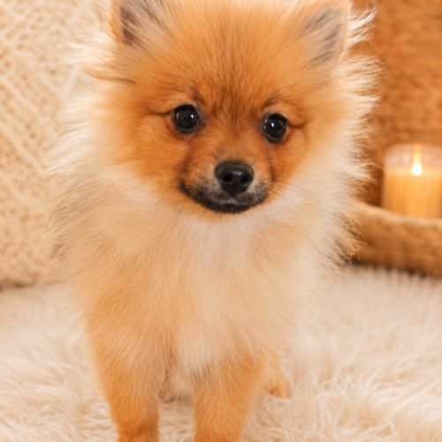 🐾 aslann -véritable petit nounours spitz allemand #2