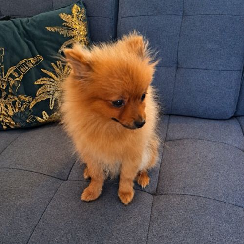 🐾 aslann -véritable petit nounours spitz allemand
