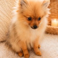 🐾 aslann -véritable petit nounours spitz allemand #3
