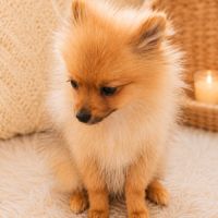🐾 aslann -véritable petit nounours spitz allemand #4