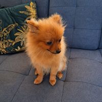 🐾 aslann -véritable petit nounours spitz allemand