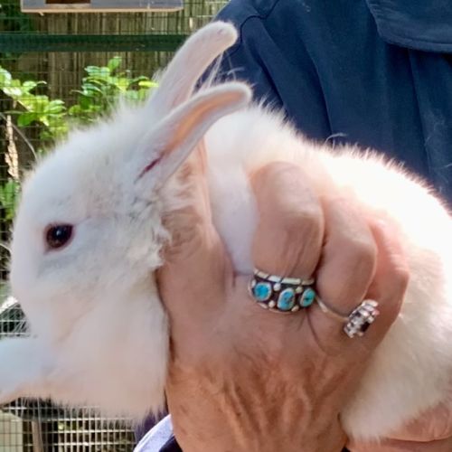 Adorables bébés lapins nains à adopter