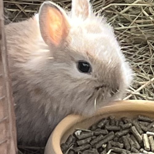 Adorables bébés lapins nains à adopter #3