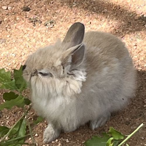 Adorables bébés lapins nains à adopter #4