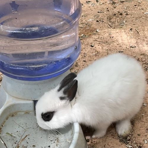 Adorables bébés lapins nains à adopter #6