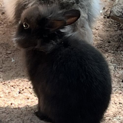 Adorables bébés lapins nains à adopter #7